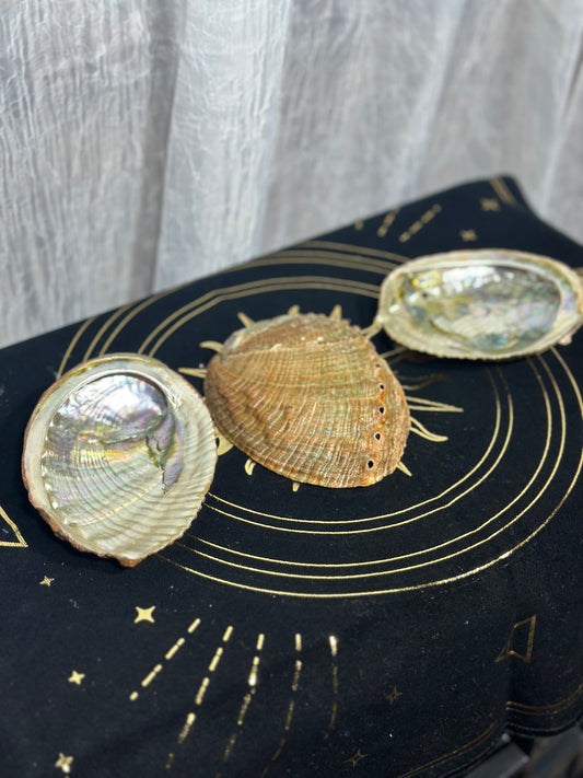 Abalone Shell