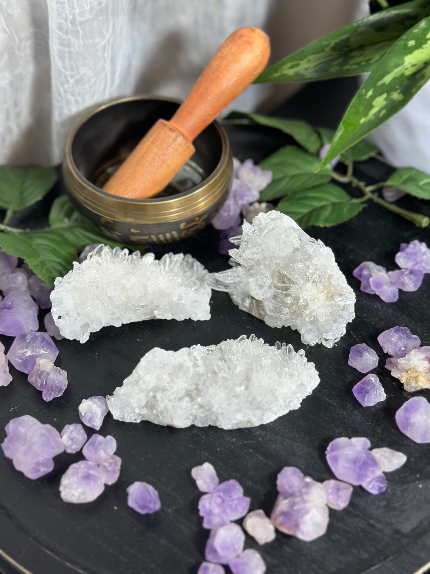 Chrysanthemum Clusters