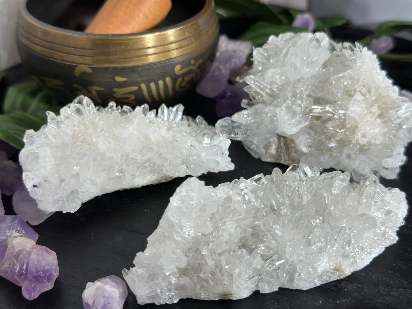 Chrysanthemum Clusters