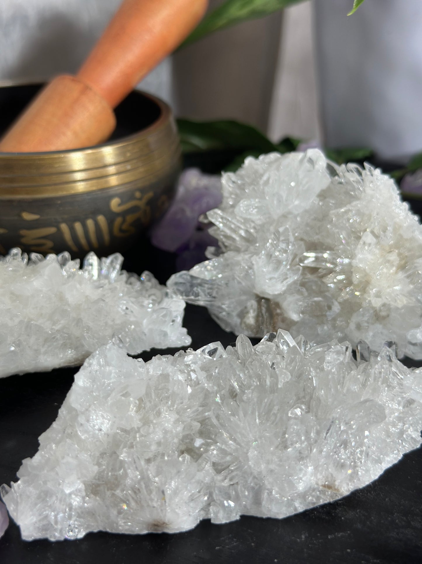 Chrysanthemum Clusters